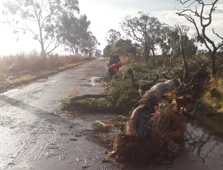 Chuva e vento derrubam árvores na MG 188